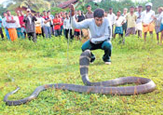 snake catchers 1